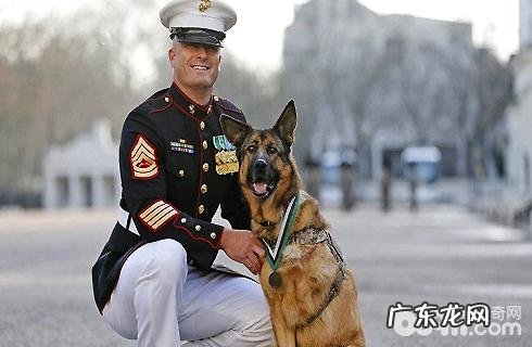 军犬 巨型犬哪样小狗更强大？