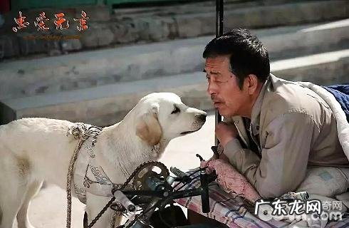 小狗究竟有多忠实?