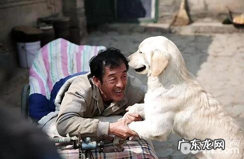 小狗究竟有多忠实?