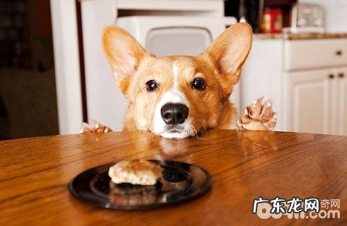 小狗乱捡物吃该怎么办?