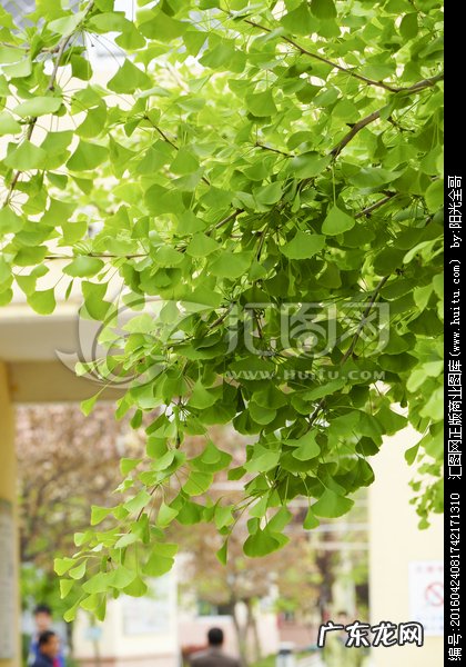 形容春天的银杏树叶的句子 【抖音文案】春天银杏树叶的描写