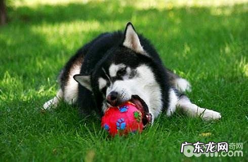 怎样训练小狗翻东西?