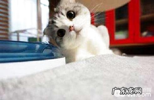 怎样训练小狗翻东西?