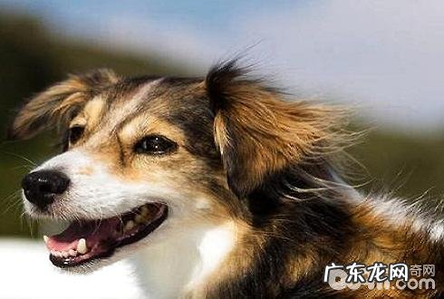 如何训狗?如何训练小狗不乱咬?