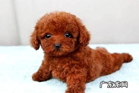 小泰迪怎么训练？泰迪犬的训炼