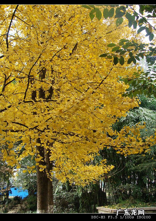 描写春天的银杏树的优美句子 【抖音文案】描写夏天的银杏树的优美句子