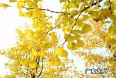 描写春天的银杏树的优美句子 【抖音文案】描写夏天的银杏树的优美句子