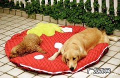 你了解自己家的小狗吗？