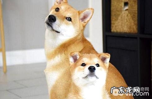 狗狗怎么训练？有多少种训练法？