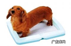 小狗指定排便训练必须提前准备哪些？