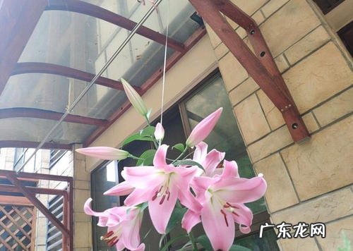 百合花茹志鹃中描写百合花的句子 【抖音文案】百合花描写百合花的句子