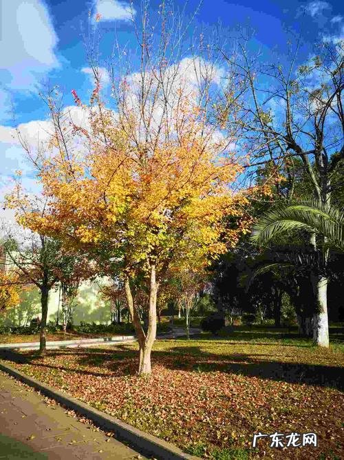 描写银杏树的诗句 【抖音文案】描写银杏树的短语