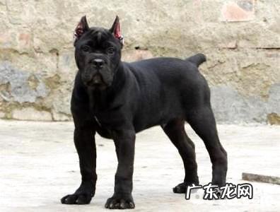 养卡斯罗犬要注意什么?卡斯罗犬怎么训练?