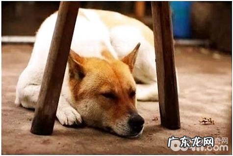中华田园犬怎么训练?中华田园犬训练法