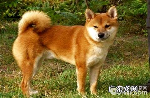 中华田园犬怎么训练?中华田园犬训练法