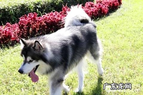阿拉斯加犬怎样训炼?阿拉斯加犬训炼
