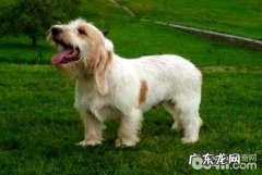 怎么训狗？训狗方法