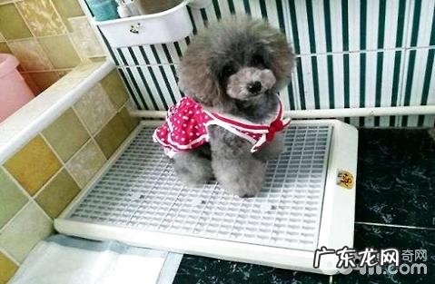 如何教小狗上厕所?训练狗狗实例教程