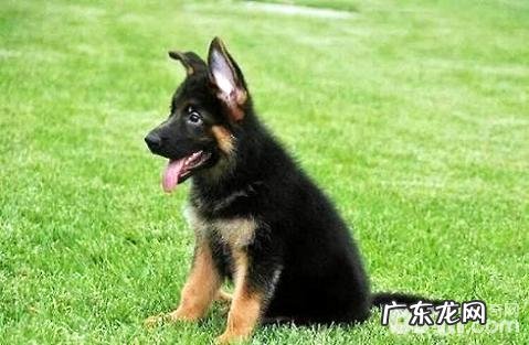 德国牧羊犬怎么训练?德国牧羊犬训炼