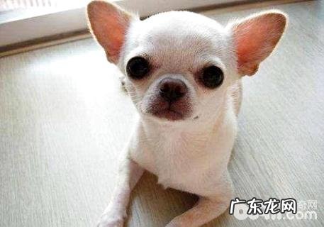 怎么训练金毛犬?金毛犬的训练法