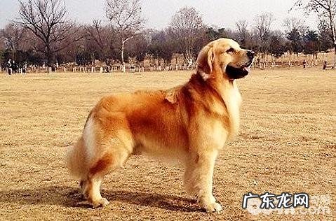 金毛狗狗怎么训练才聪明?金毛训练