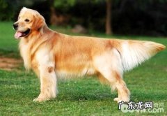 金毛狗狗怎么训练才聪明？金毛训练