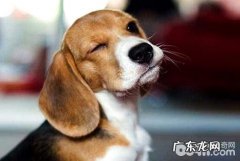 比熊犬怎么训练？比熊犬训练法