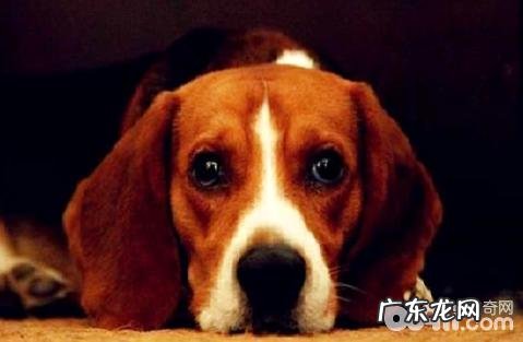 比熊犬怎么训练?比熊犬训练法