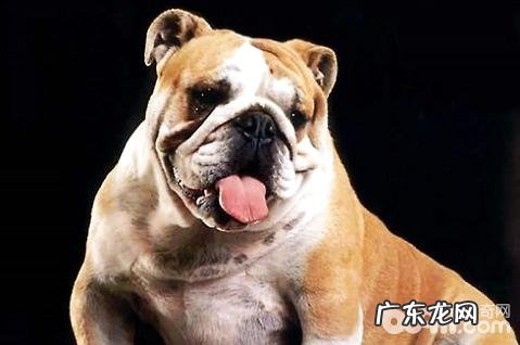 英国斗牛犬怎样训炼？英国斗牛犬训炼