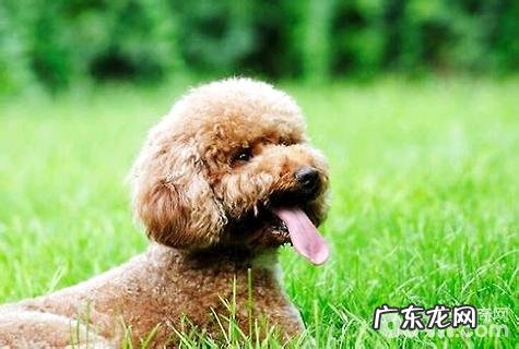 泰迪犬怎么训练？泰迪犬训练方式