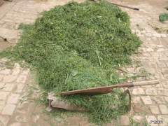 养殖业前景怎么样(做养殖业必备的4个条件）