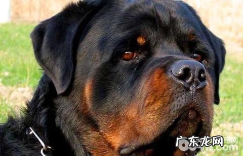 罗威纳犬怎么训练?罗威纳犬训练法