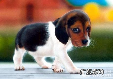 比熊犬如何训炼?比熊犬训练法