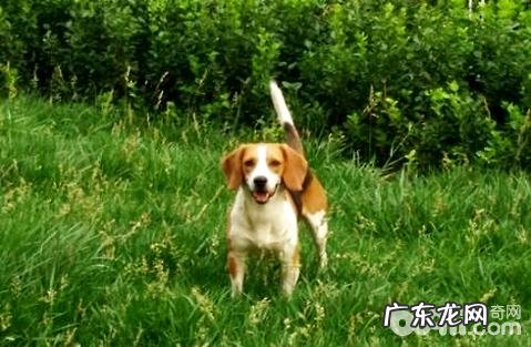 比熊犬如何训炼?比熊犬训练法