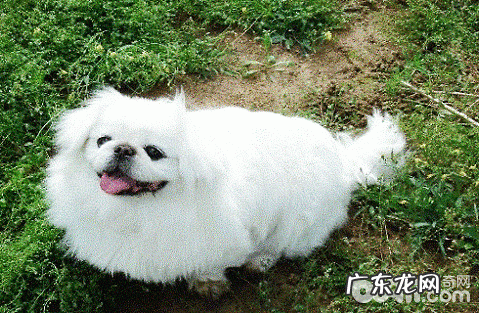 狗狗不听话该怎么办？如何让小狗听从命令？