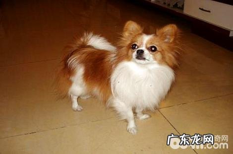 狗狗不听话该怎么办？如何让小狗听从命令？