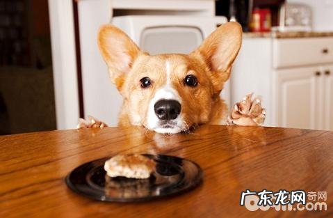 小狗不服气教导该怎么办？