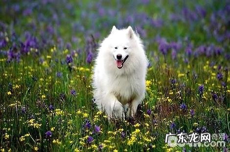 安斯基摩犬要怎么训练才最好是?