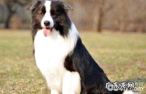 怎么训练边牧犬上厕所？边牧犬上厕所训炼