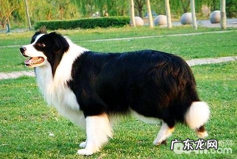 怎么训练边牧犬上厕所？边牧犬上厕所训炼