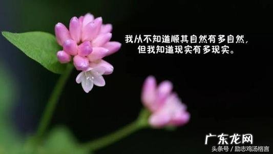 感悟工作励志句子努力 【抖音文案】个人感悟励志句子