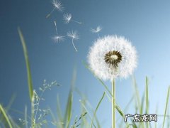 夸赞蒲公英妈妈的句子 【抖音文案】蒲公英妈妈仿写句子