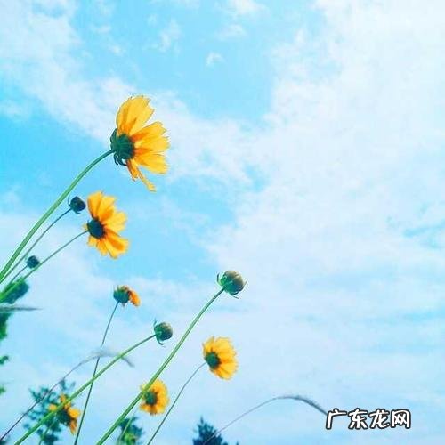 唯美的句子 优美短句 【抖音文案】优美句子简短唯美短句