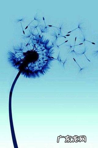 蒲公英和风的唯美短句 【抖音文案】关于蒲公英的英文唯美短句