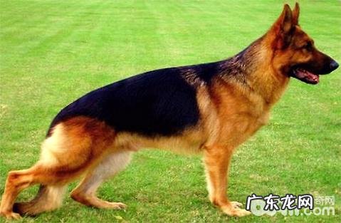 怎样训炼德牧？德国牧羊犬训炼