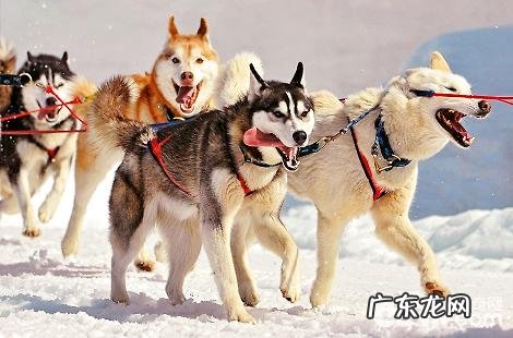 阿拉斯加犬遛猫遛狗必须栓狗链吗?