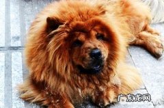 怎么训练松狮狗在特定地区上厕所？