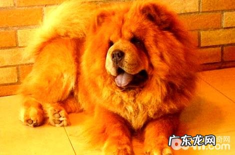 怎么训练松狮狗在特定地区上厕所？