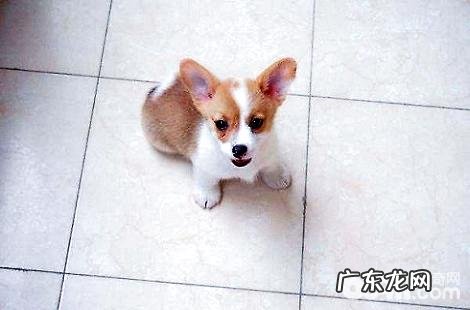 柯基犬该怎样训炼？