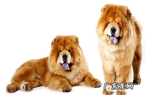 松狮狗的性子如何，该怎么训练？